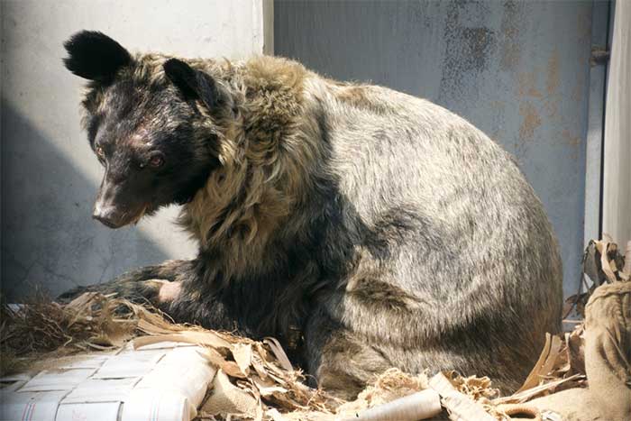 Cyril the Moon Bear